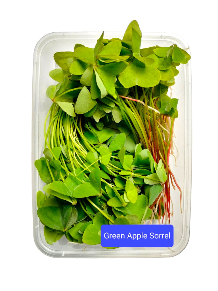 Green Apple Sorrel 