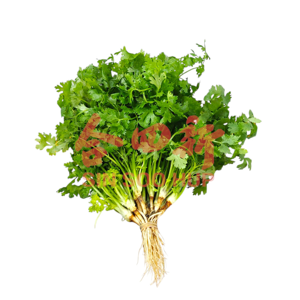 Coriander Thailand