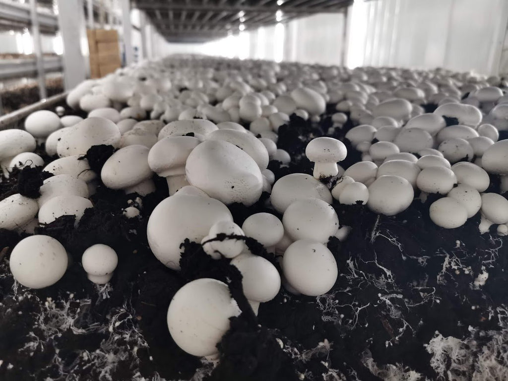 White Button Mushroom Farm